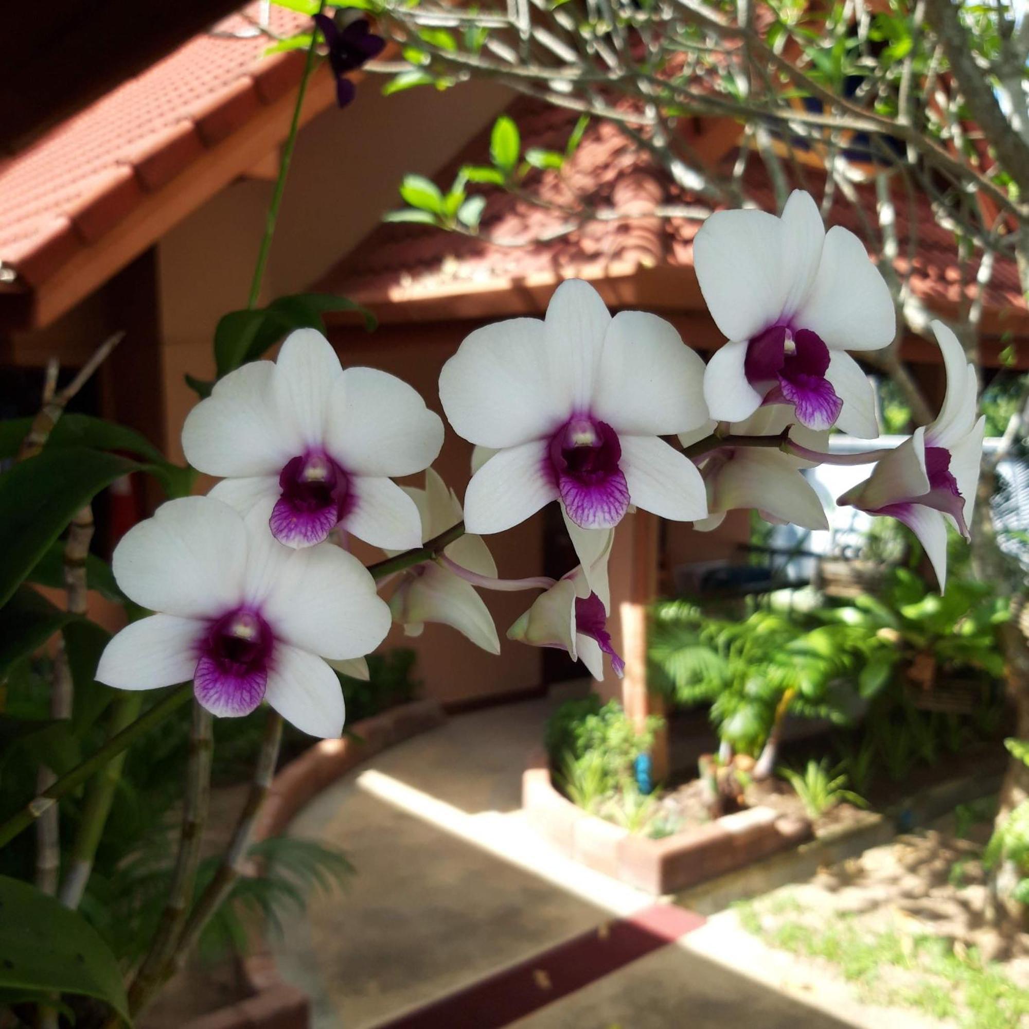 The Pace Phuket Boutique Resort Rawai Bagian luar foto